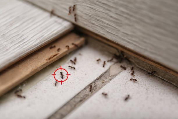 Best Mosquito Control Services  in Kaaawa, HI