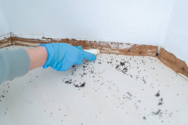Professional Pest Control in Kaaawa, HI